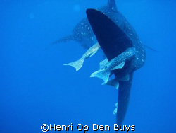 A whale shark during the safety stop in the Sea of Cortez... by Henri Op Den Buys 